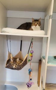 Cat Daycare and Lodging 