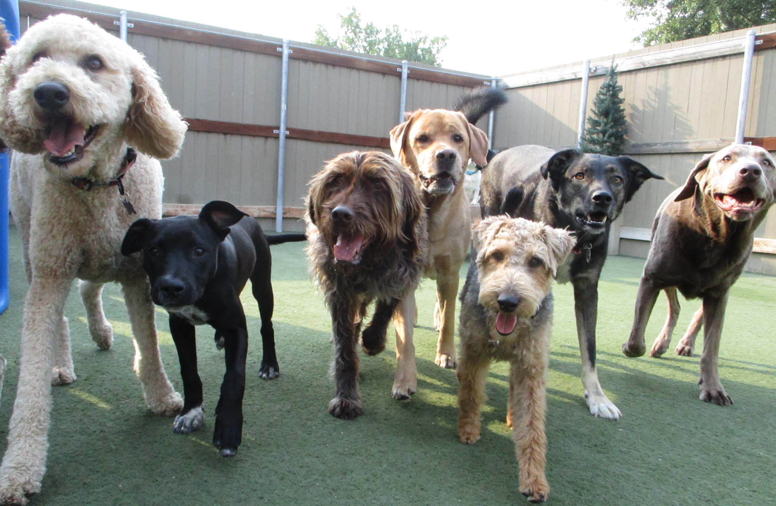 Missoula Pet Care