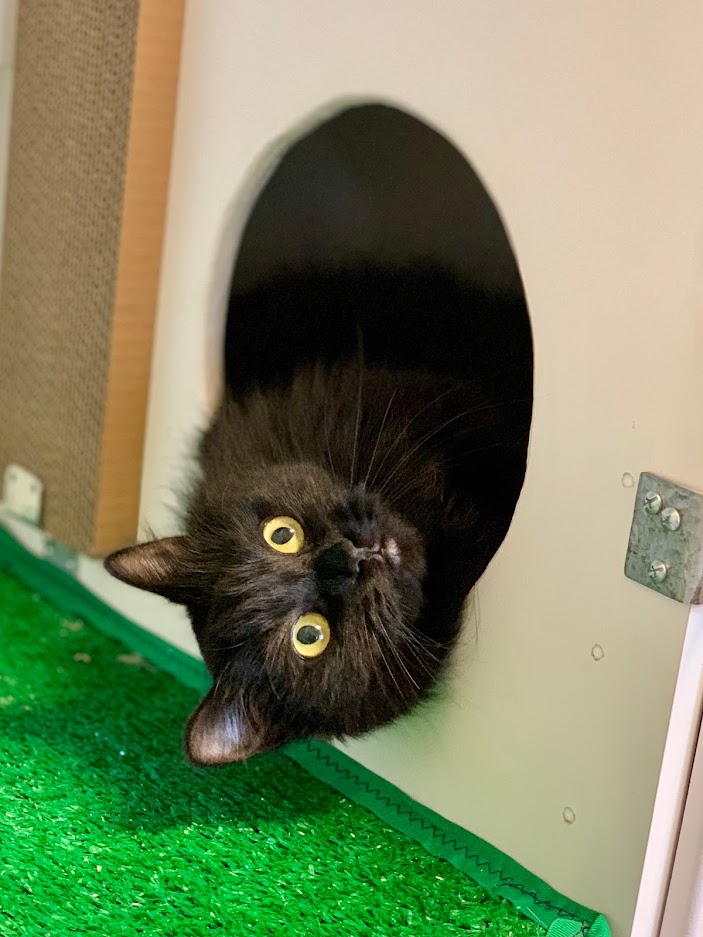 Pet daycare for sales cats
